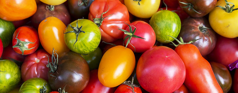 Tomates cerise : bienfaits, préparation, saison